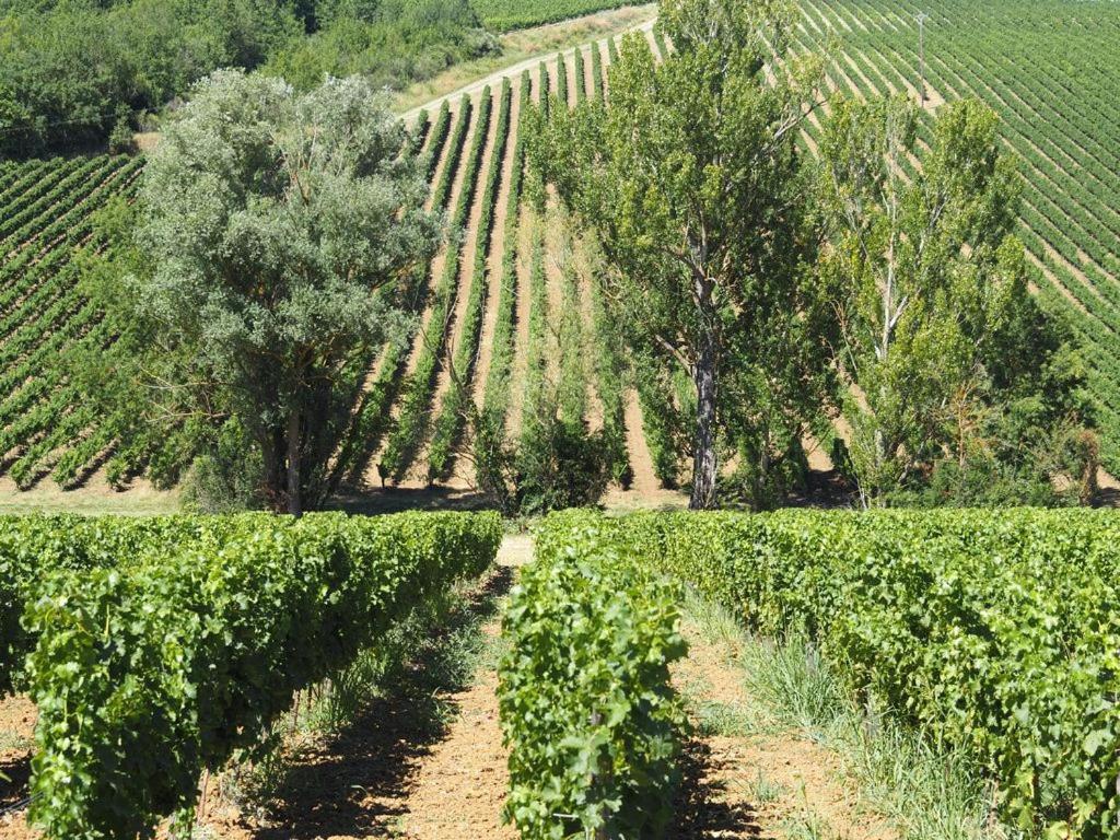 Le Mas De Doat, Gite De Charme 4 Etoiles Dans Le Triangle D Or Proche Gaillac Et Albi Senouillac Buitenkant foto
